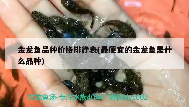 金龍魚品種價(jià)格排行表(最便宜的金龍魚是什么品種)