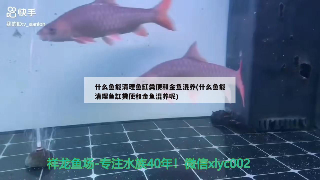 什么魚能清理魚缸糞便和金魚混養(yǎng)(什么魚能清理魚缸糞便和金魚混養(yǎng)呢) 慈雕魚