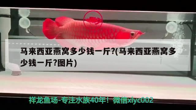 火箭魚可以和龍魚混養(yǎng)嗎（火箭魚好養(yǎng)嗎） 觀賞魚市場(chǎng)