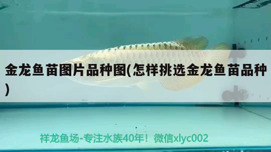 金龍魚(yú)苗圖片品種圖(怎樣挑選金龍魚(yú)苗品種) 龍魚(yú)專用燈