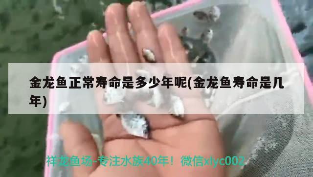 金龍魚正常壽命是多少年呢(金龍魚壽命是幾年)