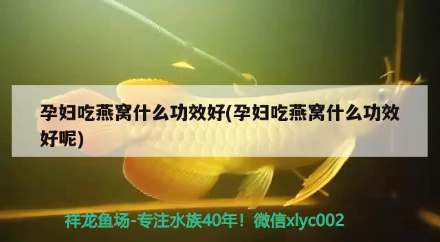 魚缸需要放石子嗎：魚缸一定要放底砂嗎 廣州水族批發(fā)市場 第1張