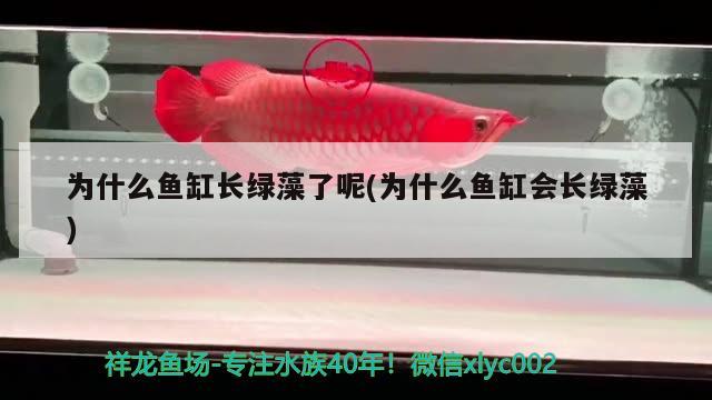 為什么魚缸長綠藻了呢(為什么魚缸會長綠藻) 大湖紅龍魚