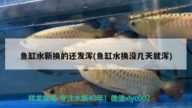 魚缸水新?lián)Q的還發(fā)渾(魚缸水換沒幾天就渾) 白條過背金龍魚