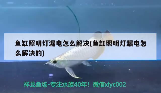 魚缸照明燈漏電怎么解決(魚缸照明燈漏電怎么解決的) 非洲象鼻魚