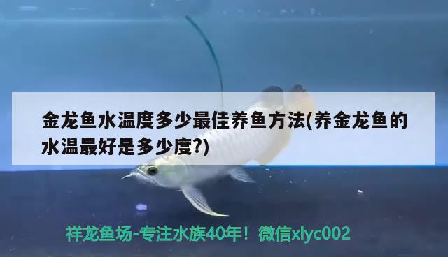 金龍魚(yú)水溫度多少最佳養(yǎng)魚(yú)方法(養(yǎng)金龍魚(yú)的水溫最好是多少度?)