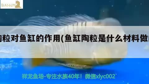 陶粒對(duì)魚缸的作用(魚缸陶粒是什么材料做的) 祥龍傳奇品牌魚缸