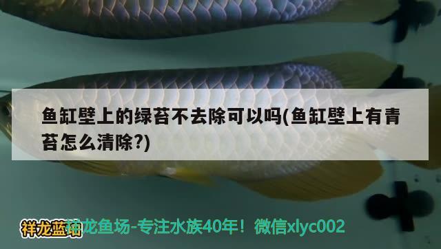 魚缸壁上的綠苔不去除可以嗎(魚缸壁上有青苔怎么清除?) 野生地圖魚