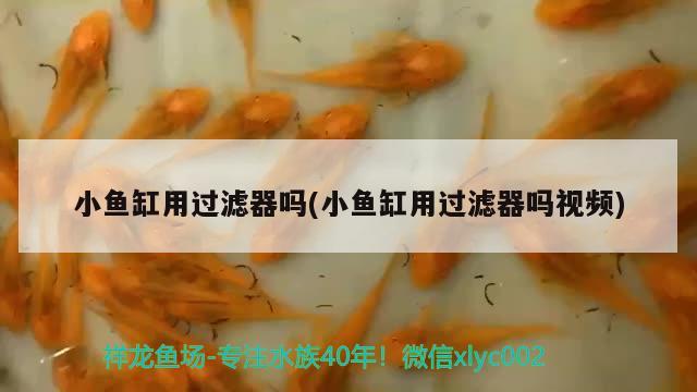 小魚缸用過濾器嗎(小魚缸用過濾器嗎視頻) 黑帝王魟魚