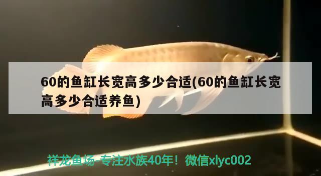 60的魚缸長寬高多少合適(60的魚缸長寬高多少合適養(yǎng)魚) 撒旦鴨嘴魚