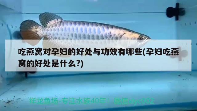 魚缸過濾增氧一體機(jī)有用嗎知乎(魚缸過濾和增氧一體怎么用) 紅魔王銀版魚