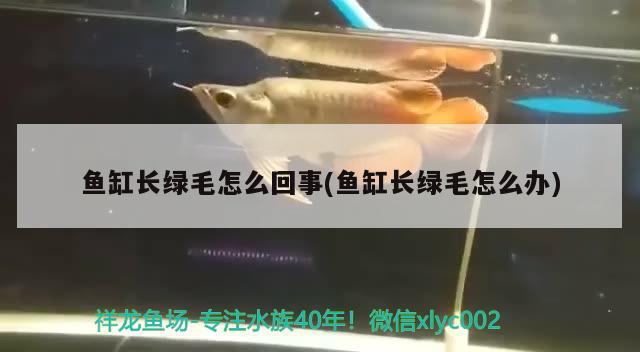 魚缸長綠毛怎么回事(魚缸長綠毛怎么辦)