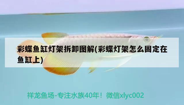 彩蝶魚缸燈架拆卸圖解(彩蝶燈架怎么固定在魚缸上) 養(yǎng)魚知識