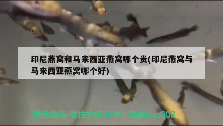 紅金龍魚視頻高清在線觀看：紅金龍魚價格258萬