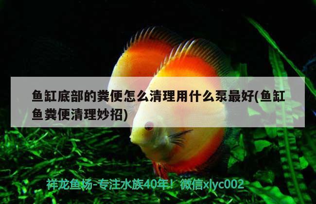 魚(yú)缸底部的糞便怎么清理用什么泵最好(魚(yú)缸魚(yú)糞便清理妙招) 白子銀龍魚(yú)苗