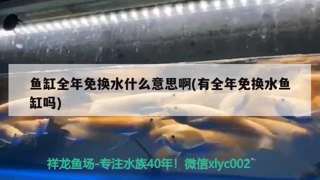 魚缸全年免換水什么意思啊(有全年免換水魚缸嗎) 鴨嘴鯊魚