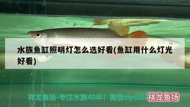 水族魚缸照明燈怎么選好看(魚缸用什么燈光好看) 魚缸百科