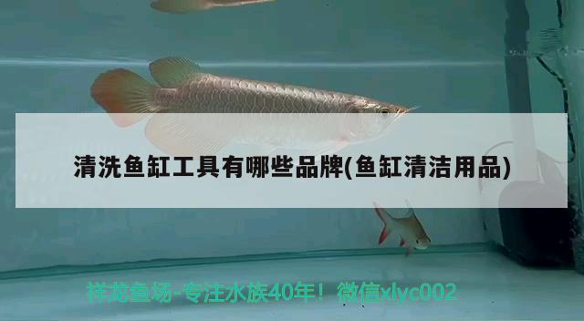 亞克力魚缸好還是玻璃好呢：亞克力魚缸和玻璃魚缸哪個更耐用