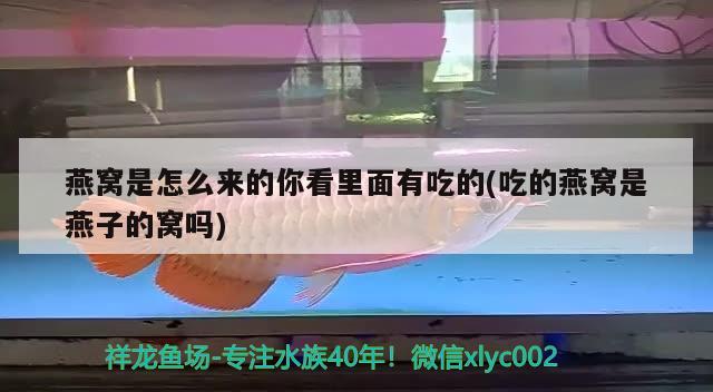 廈門觀賞魚回收電話號碼多少（哪里的海最干凈最好玩） 鸚鵡魚 第1張