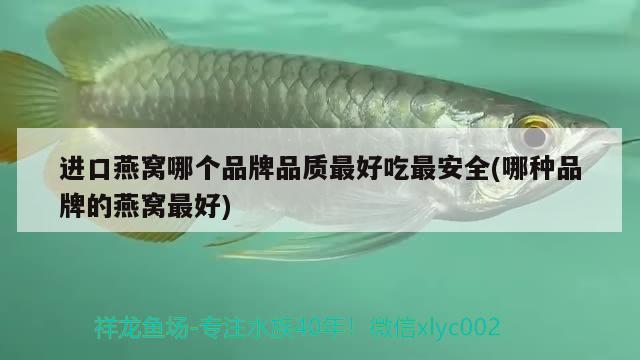 龍魚(yú)口糧：做喂魚(yú)漢堡用什么蝦好