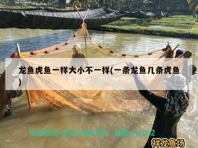 龍魚虎魚一樣大小不一樣(一條龍魚幾條虎魚) 虎魚百科