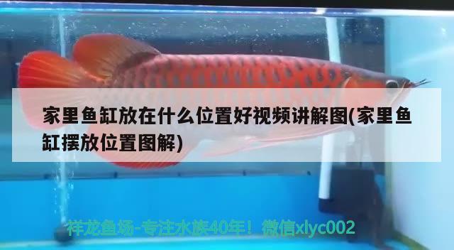 陽光房魚缸吊頂效果圖片大全新款(陽光房魚缸吊頂效果圖片大全新款視頻) 觀賞魚市場（混養(yǎng)魚） 第1張