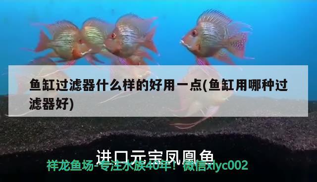 魚缸過(guò)濾器什么樣的好用一點(diǎn)(魚缸用哪種過(guò)濾器好) 女王大帆魚苗