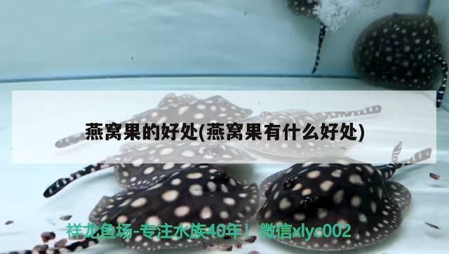 金龍魚圖片高清壁紙豎屏（金龍魚高清圖片素材） 觀賞魚