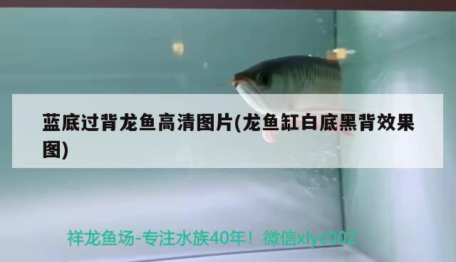 延邊朝鮮族自治州龍魚(yú):中國(guó)有幾個(gè)延邊省