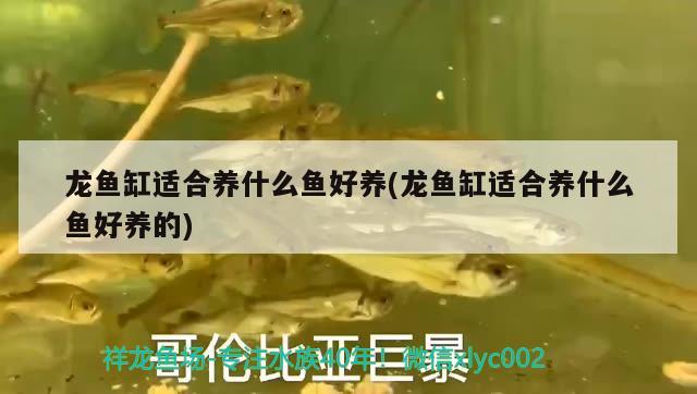 龍魚缸適合養(yǎng)什么魚好養(yǎng)(龍魚缸適合養(yǎng)什么魚好養(yǎng)的) 水族用品