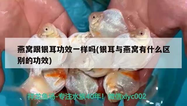 魚(yú)缸過(guò)濾材料擺放順序圖解視頻(魚(yú)缸過(guò)濾材料擺放順序圖解視頻大全) 胭脂孔雀龍魚(yú)