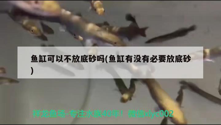 魚缸可以不放底砂嗎(魚缸有沒有必要放底砂) 魚缸百科