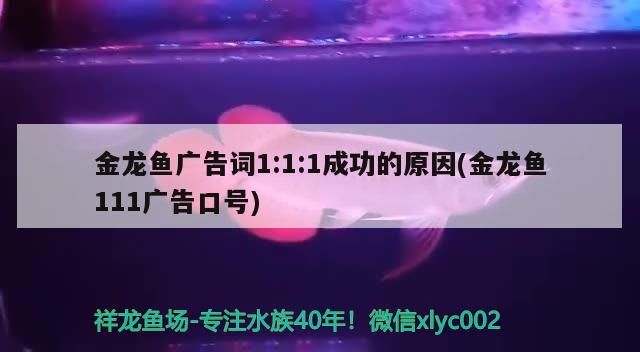 金龍魚廣告詞1:1:1成功的原因(金龍魚111廣告口號)