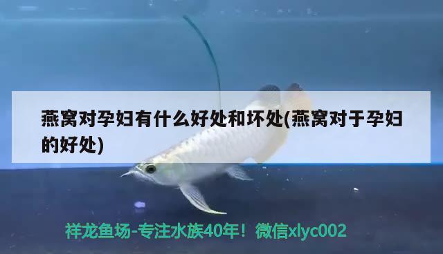 我的魚為什么趴在魚缸底下不動了(魚為什么趴在魚缸底部不動?)