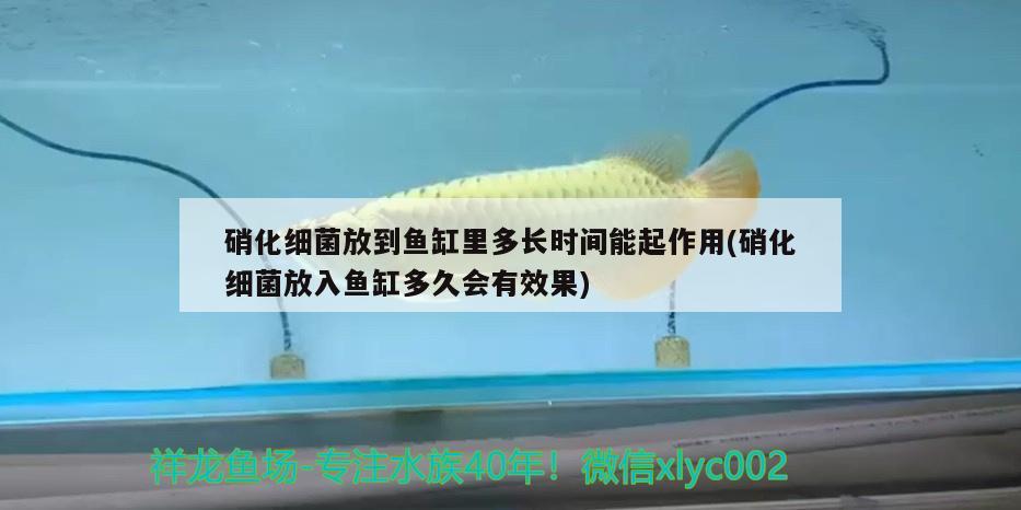 長(zhǎng)沙九龍魚(yú)頭天心閣電話地址（鳳凰古城玩了之后去哪里） 狗仔招財(cái)貓魚(yú) 第1張