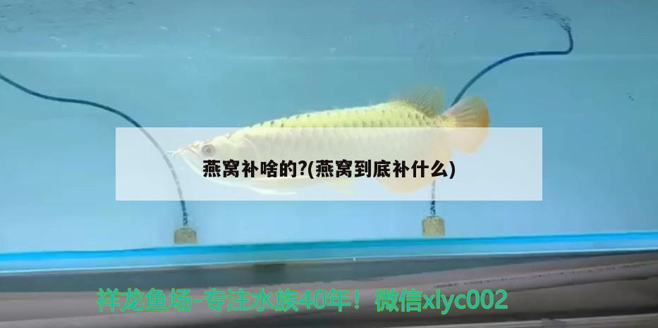 濮陽(yáng)二手魚(yú)缸交易市場(chǎng)（濮陽(yáng)魚(yú)缸批發(fā)市場(chǎng)）