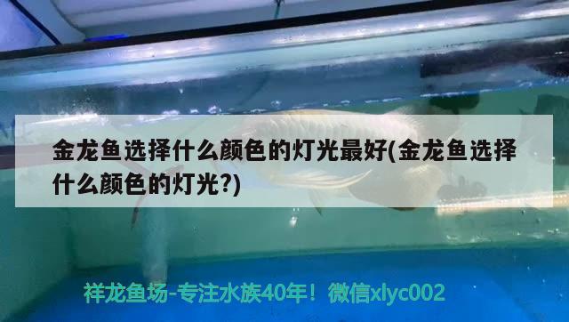 金龍魚選擇什么顏色的燈光最好(金龍魚選擇什么顏色的燈光?) 虎紋銀版魚