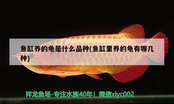 魚缸養(yǎng)的龜是什么品種(魚缸里養(yǎng)的龜有哪幾種) 烏龜