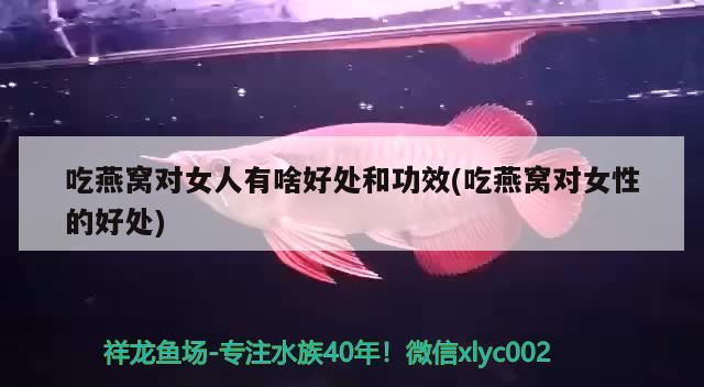 魚缸有品牌嗎知乎  成吉思汗鯊（球鯊）魚 第3張