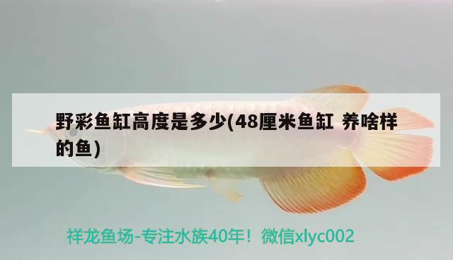 野彩魚缸高度是多少(48厘米魚缸養(yǎng)啥樣的魚) 野彩魚 第2張