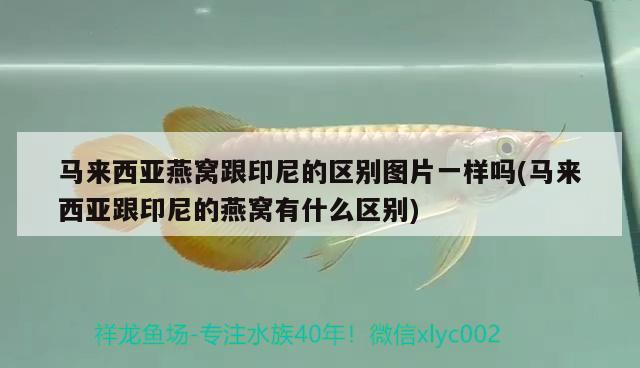 魚缸有品牌嗎知乎 