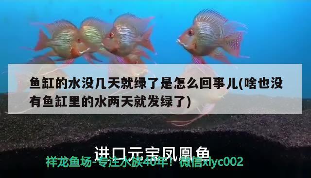 魚缸的水沒幾天就綠了是怎么回事兒(啥也沒有魚缸里的水兩天就發(fā)綠了) 除藻劑