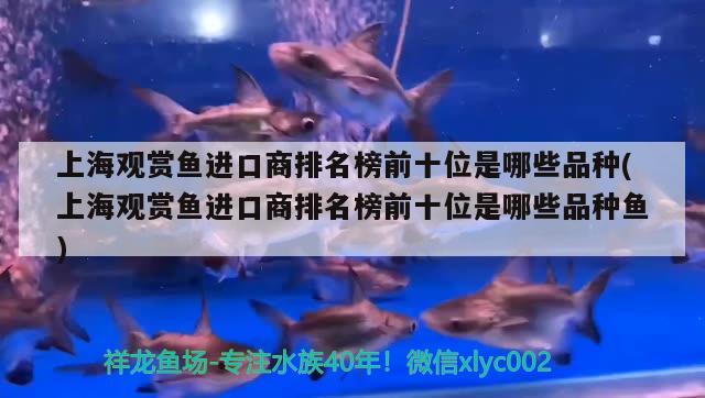 上海觀賞魚進口商排名榜前十位是哪些品種(上海觀賞魚進口商排名榜前十位是哪些品種魚)