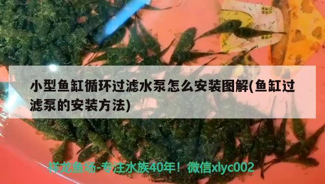 小型魚缸循環(huán)過濾水泵怎么安裝圖解(魚缸過濾泵的安裝方法) 水草