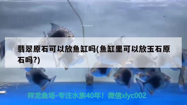 翡翠原石可以放魚缸嗎(魚缸里可以放玉石原石嗎?) 觀賞魚進(jìn)出口