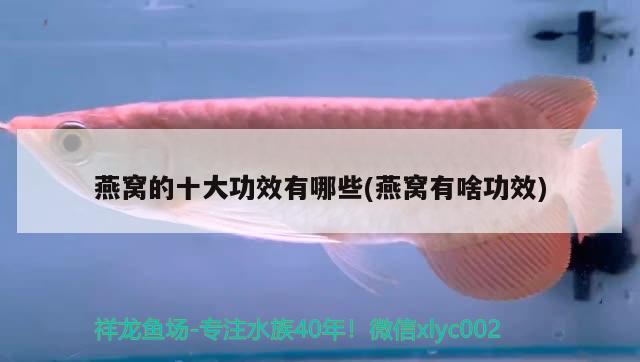 龍魚打包運(yùn)輸3天(龍魚空運(yùn)能活多久) 胭脂孔雀龍魚 第2張