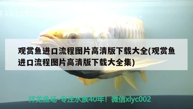 觀賞魚進(jìn)口流程圖片高清版下載大全(觀賞魚進(jìn)口流程圖片高清版下載大全集) 觀賞魚進(jìn)出口