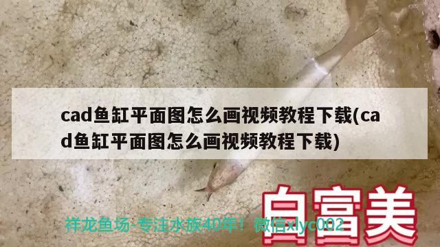 cad魚缸平面圖怎么畫視頻教程下載(cad魚缸平面圖怎么畫視頻教程下載) 野彩魚