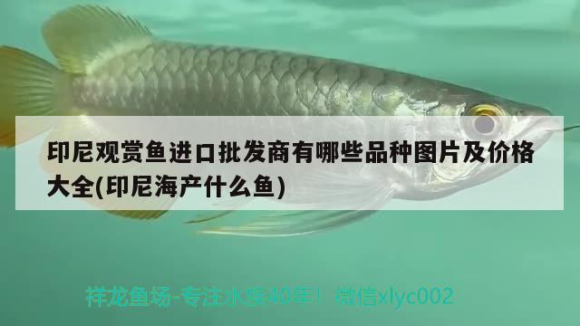 印尼觀賞魚(yú)進(jìn)口批發(fā)商有哪些品種圖片及價(jià)格大全(印尼海產(chǎn)什么魚(yú))