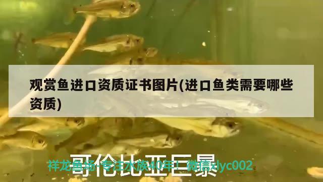 觀賞魚進(jìn)口資質(zhì)證書圖片(進(jìn)口魚類需要哪些資質(zhì)) 觀賞魚進(jìn)出口 第1張